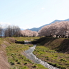 安曇野市三郷　黒沢川の桜