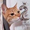 チャチャくん、お誕生日おめでとう。