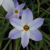 (311) Ipheion uniflorum