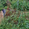 ミニトマトの撤収と苗床の準備