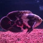 十分大型魚 オスカーの飼い方や飼育環境について 金欠パパの四畳半アクアリウム