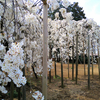 《茨城坂東市》妙安寺さんの重量級しだれ桜