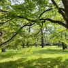 公園名は伏せますが