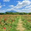 【茨城】ポピーやキンセンカが見ごろ！小貝川ふれあい公園2025！
