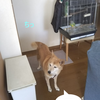 回復期に入っています