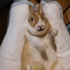 お盆休みは火・金のみ♪
