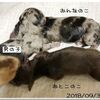 カニンヘンロングダックス　（　クララの子　）