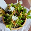🌵多肉植物  白いお花が綺麗な細雪 他🌵