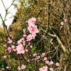 桃の花が一気に開花