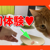 初体験♥マグロのお刺身を10匹の猫にあげてみた！まさかの結果。I gave tuna sashimi to 10 cats.