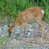 子鹿物語♪