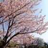 桜が満開になりました