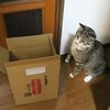 ネコの毛お届けです