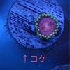 【検証】残餌で苔が生えるか試してみた件