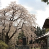 【水戸市】河和田の糸桜・・