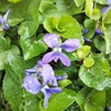 花３種・・・。