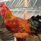 【飼育日記】幻のニワトリ「天草大王」を飼い始めて、産んでくれた卵でTKG（卵かけご飯）を食べるまで