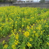 菜の花や月は東に日は西に