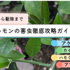 【レモン】毎年来る害虫を成敗！アゲハ・エカキムシなど種類別に対策・駆除法まで