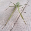 カマキリの食事