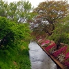 伊勢原市 渋田川の芝桜まつり