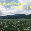 2022 福井県「永平寺町産スイートコーン収穫体験」に参加