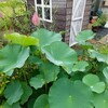 どうした！　今年の花ハス、咲くじゃん！