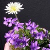 東京に帰化植物のオオキバナカタバミが増えている Mmpoloの日記 東京に帰化植物のオオキバナカタバミが増えている Mmpoloの日記