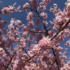 春よ来い～🌸お花屋さん募集開始しました🌸