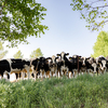 ウッシッシ🐄