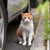 寒い日　猫を見ると生きる力がちょっと湧く