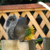 Sunflower Thief