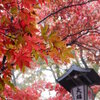 神奈川県南足柄市　　大雄山最乗寺  紅葉