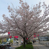 花園桜通り、中央公園、恩智川、ひのとり