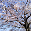 今年の桜