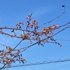 河津桜　もうすぐ