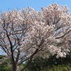 石見海浜公園に咲いていた桜たち④