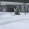 初雪(๑･̑◡･̑๑)