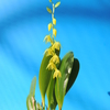 Pleurothallis quadrifida