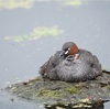 カイツブリ、チョウゲンボウ