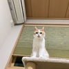 雨田甘夏、混乱です。