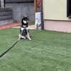 黒柴 🐶 つん