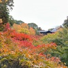 【京都東福寺の早朝拝観🍁2024🍁】今年の紅葉は色づきは例年と違う⁉️去年と比較した東福寺の紅葉風景🍁