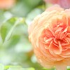 sakeの歩窓から（花菜ガーデンでバラを撮る）