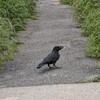 餌と言う名のゴミをまかないで