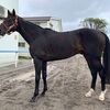 １９日に帰厩。引き続きＣ.ルメールＪを背に来月６日の東京・錦秋Ｓへ。☆アンダープロット