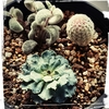 寄せ植え3種の様子♪