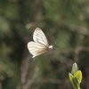 飛翔！！スジグロシロチョウ！！