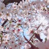 空は青、雲は白、山は緑、桜はキレイ！