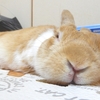 誰でも簡単にうさぎのかわいい動画作成ができる！？動画制作は簡単にiPhoneとかで作成することが可能です！
